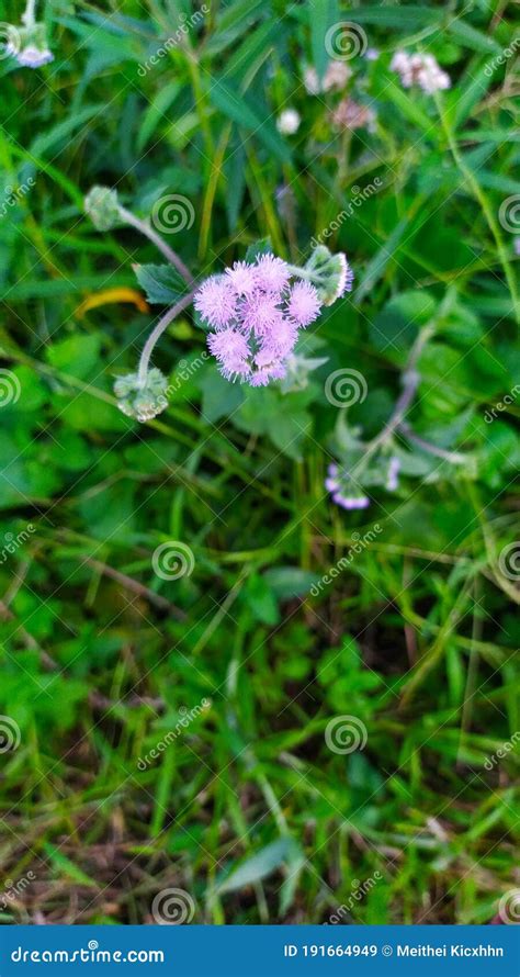 Goat Weed Or Ageratum Conyzoides Flowers And Green Leaves On Nature