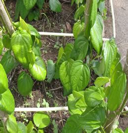 jagath: Betel Cultivation