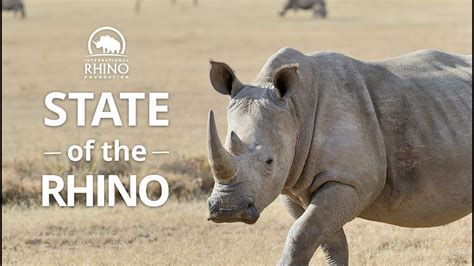 How Many Rhinos Are Left State Of The Rhino Youtube