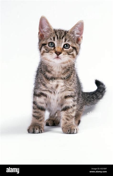 Cat Tabby Kitten Stock Photo Alamy