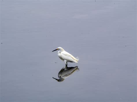 Snowy Egret Free Stock Photo Public Domain Pictures