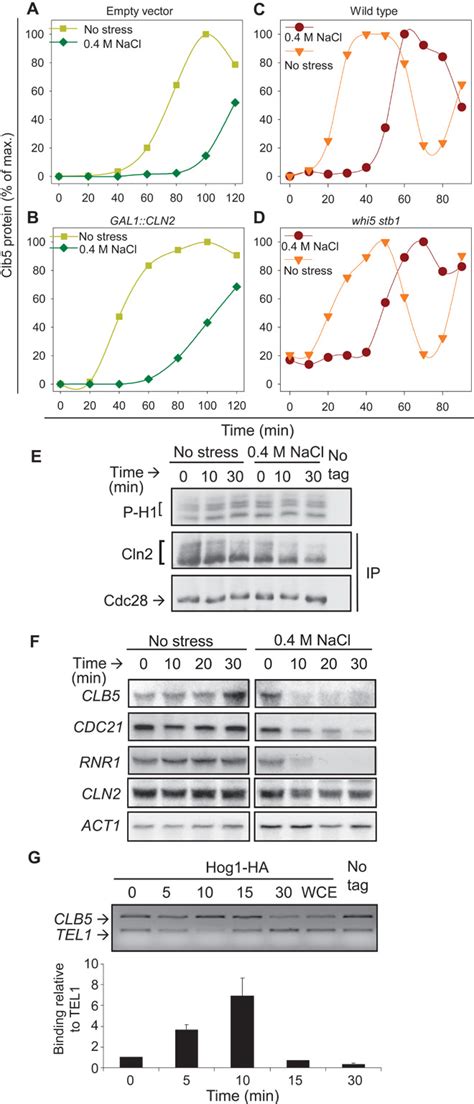 Time Dependent Quantitative Multicomponent Control Of The G1 S Network