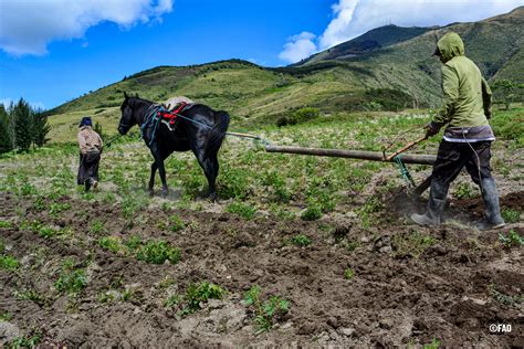 Segurança alimentar e fome na América Latina Agribrasilis Inside Agribusiness