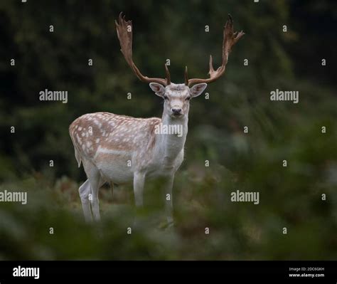 Beautiful Fallow Buck Stock Photo Alamy