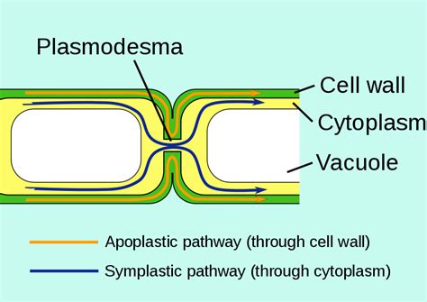 Top 10 Difference Between Apoplast And Symplast Pathways Biology Teach