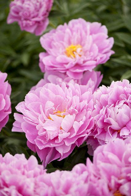 The Paeonia Collection In 2024 Most Beautiful Flowers Pretty Flowers