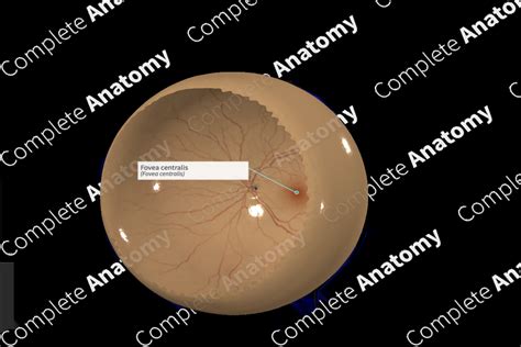 Macula Lutea And Fovea Centralis