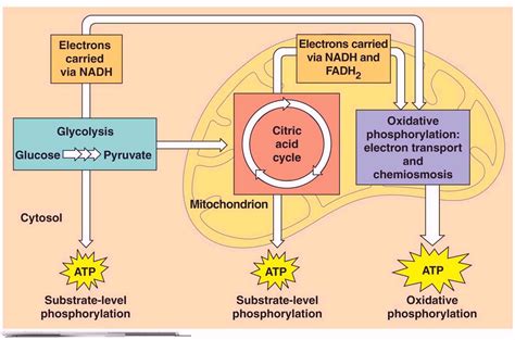 Cellular Respiration and Fermentation Diagram | Quizlet