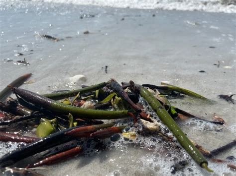 How To Grow Mangroves At Home Coastal Conservatory