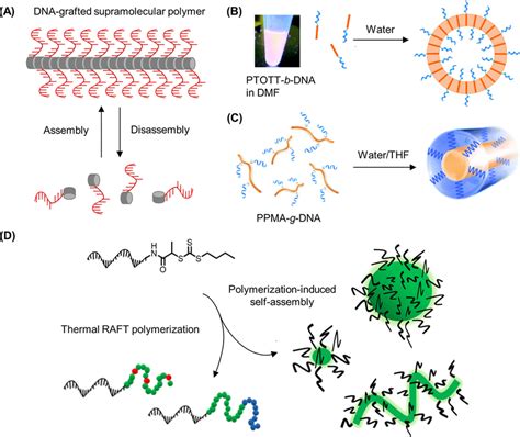 Construction Of Dna−polymer Static Nanostructures With Different