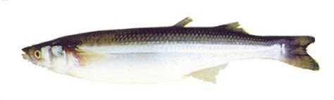 Pescando con Tio Jorge: Pejerrey