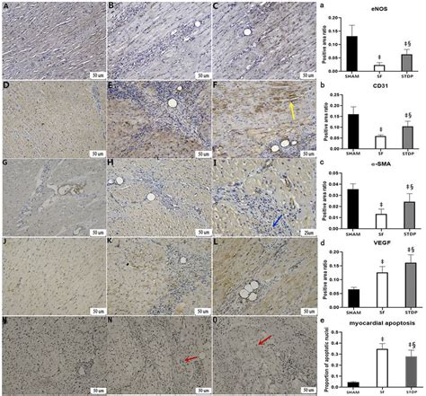 Frontiers Efficacy Of Shexiang Tongxin Dropping Pills In A Swine