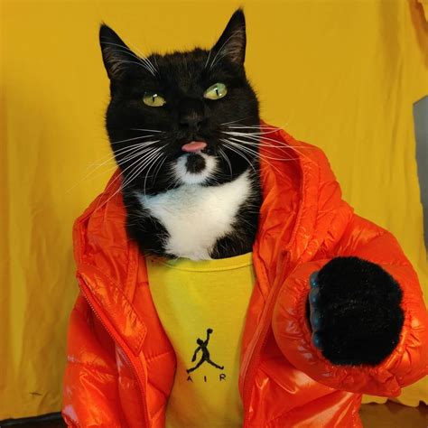 Cat Cosplay of the Feline variety. — Outtakes from the Drake Meme ...