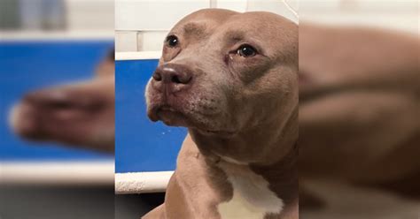 Facebook Viral Perrita Llora Desconsoladamente Al Ser Alejada De Sus