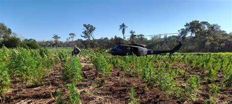 Mega operação entre Paraguai e Brasil destrói 82 toneladas de maconha