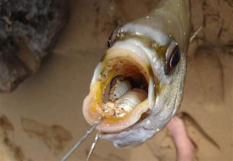 小哥釣到大魚，發現魚嘴有異物，挑出一看表示不敢吃 每日頭條