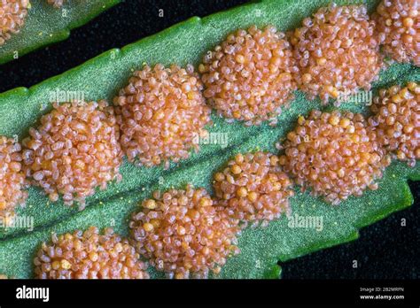 Grappes De Sporanges Ou De Sori Sur La Face Inf Rieure Des Feuilles De