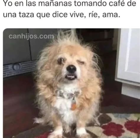 Yo en las mañanas tomando café de una taza que dice vive ríe ama Memes