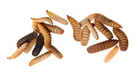 Cricket Larvae