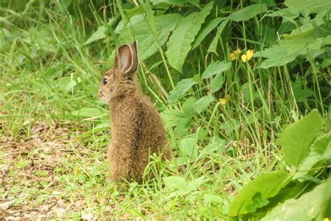 Lièvre dAmérique Snowshoe Hare Les oiseaux que j ai pris en photo