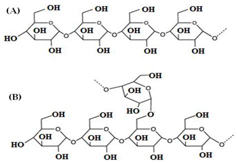 Starch Structure Diagram