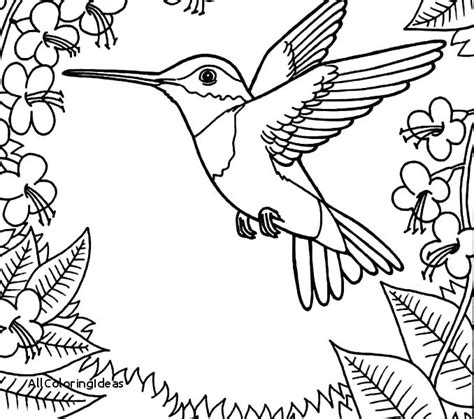 Free Printable Hummingbird Coloring Pages At Free