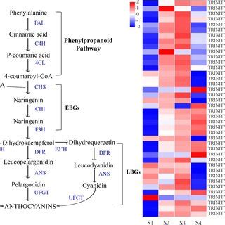 Heatmap Constructed Using Anthocyanin Biosynthesis Related Unigenes