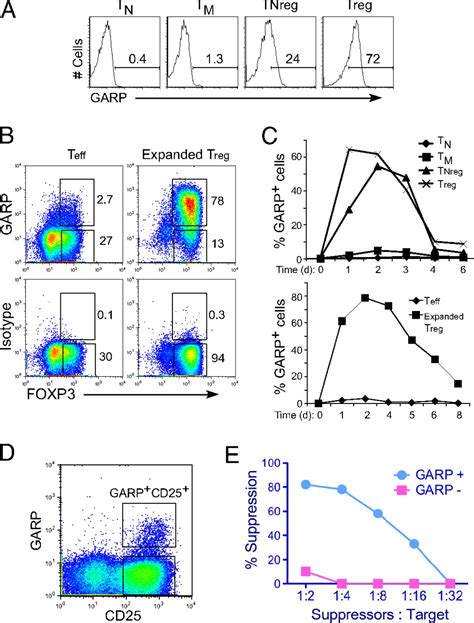 Expression Of GARP Selectively Identifies Activated Human FOXP3