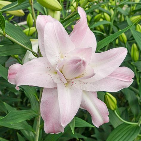 Lotus Queen Double Oriental Lily Bulbs | K. van Bourgondien