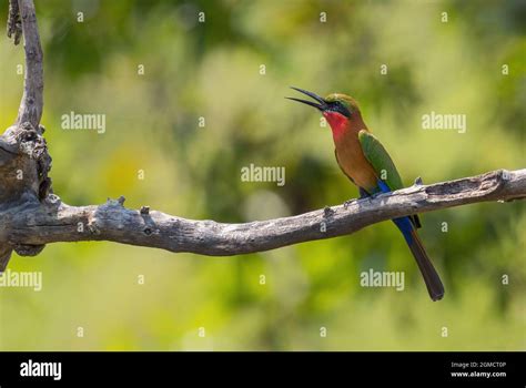 Red Throated Bee Eater Merops Bulocki Beautiful Colored Bird From