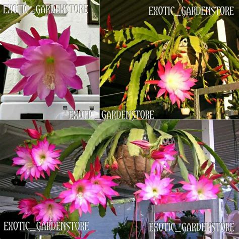 Jual Tanaman Hias Epiphyllum ID NOCTURNE Wijaya Kusuma Hybrida 100