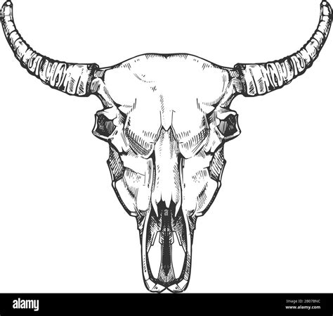 Vintage Buffalo Skull Vector Sketch Bull Animal Head Bones In Hand