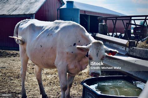 Rare Albino Holstein Cow Stock Photo - Download Image Now ...