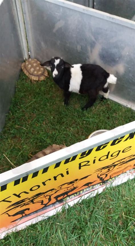 laurie hillbilly fair laurie mo