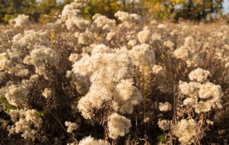 Premium Photo Dry Shrubs Of Dried Flowers