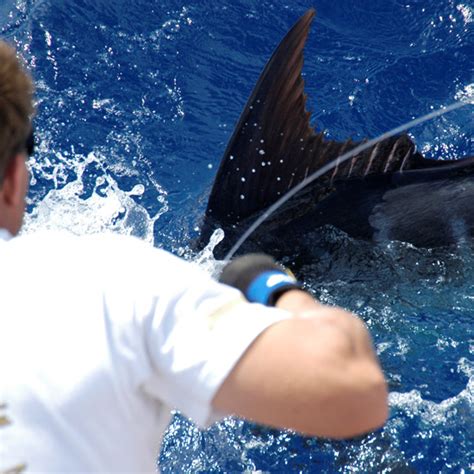 Billfish Photo Gallery - Delph Fishing Charters