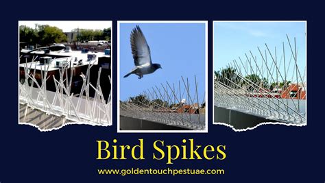 Expert Bird Pest Control Dubai Say Goodbye To Avian Guest