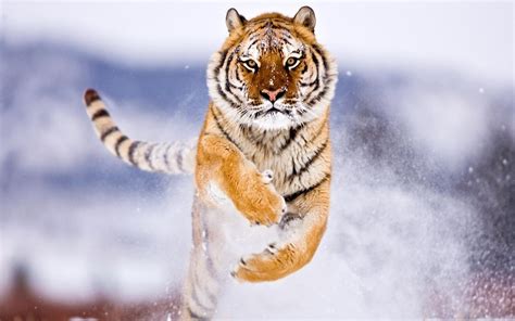 Wallpaper Snow Winter Tiger Wildlife Big Cats Whiskers Fauna