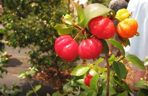 La Pitanga Una Fruta De Misiones Se Agrega A La Mesa De Los Argentinos