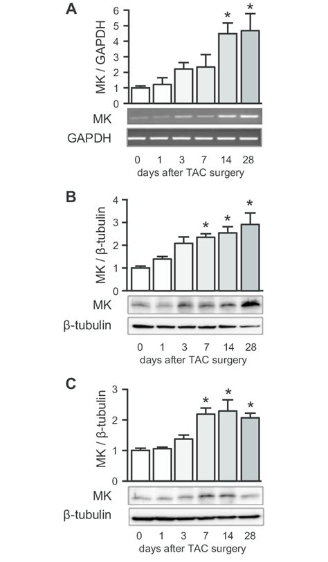 Changes In Midkine Expression After Tac Surgery A Mrna Expression Of