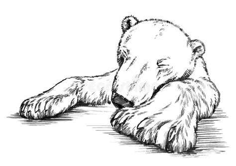 Preto E Branco Grave O Urso Isolado Do Vetor Ilustra O Do Vetor