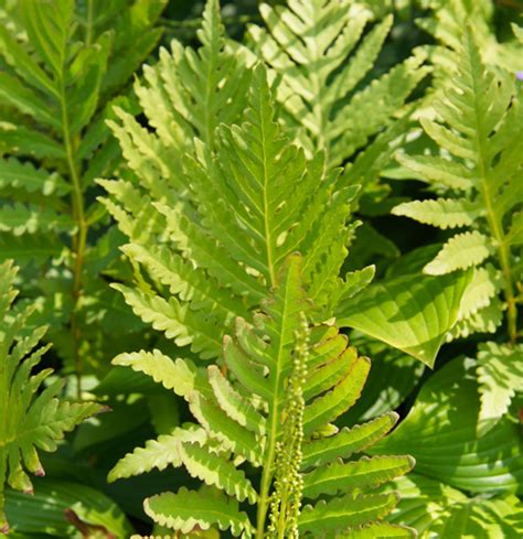 Onoclea Sensibilis Sensitive Fern Charleston Aquatic And