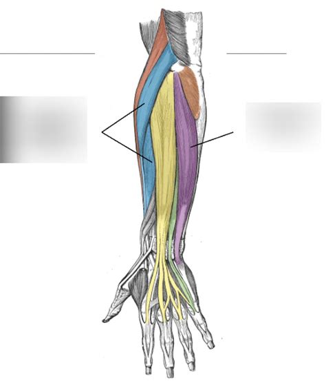 Wrist Extensors Diagram Quizlet