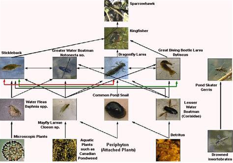 15 Minute Field Trips Food Web Wetlands
