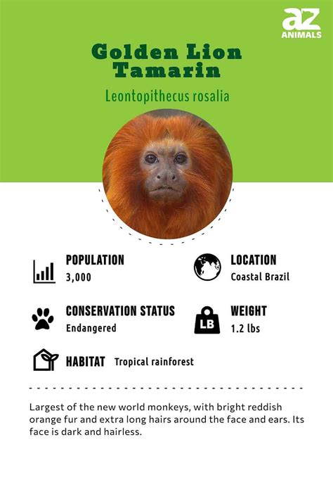 Baby Golden Lion Tamarin Monkey