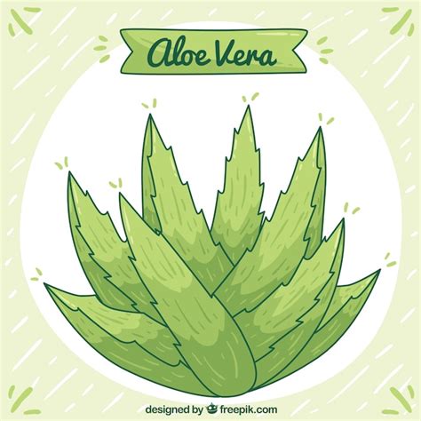 Fondo De Planta De Aloe Vera Dibujada A Mano Vector Premium