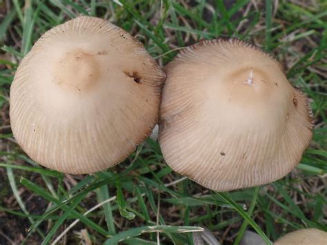 Deer Mushroom Pluteus Cervinus Photo By Luciearl