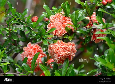 Punica Granatum Pleniflora Hi Res Stock Photography And Images Alamy