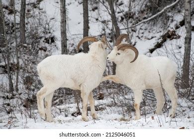 Two Playful Male Dall Sheep Horns Stock Photo 2125046051 | Shutterstock