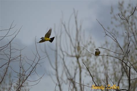 Szeller's Photos - VIEWBUG.com
